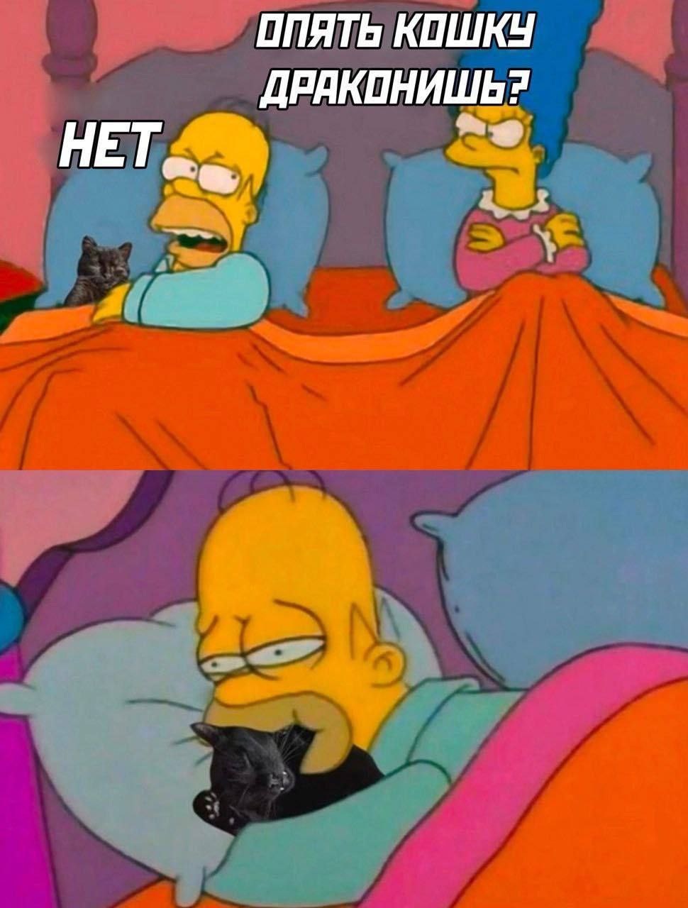 ОПЯТЬ КОШКУ НЕТ