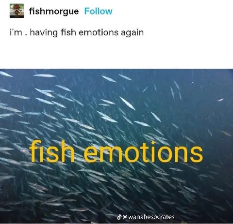 fishmorgue Follow having fish emotions again