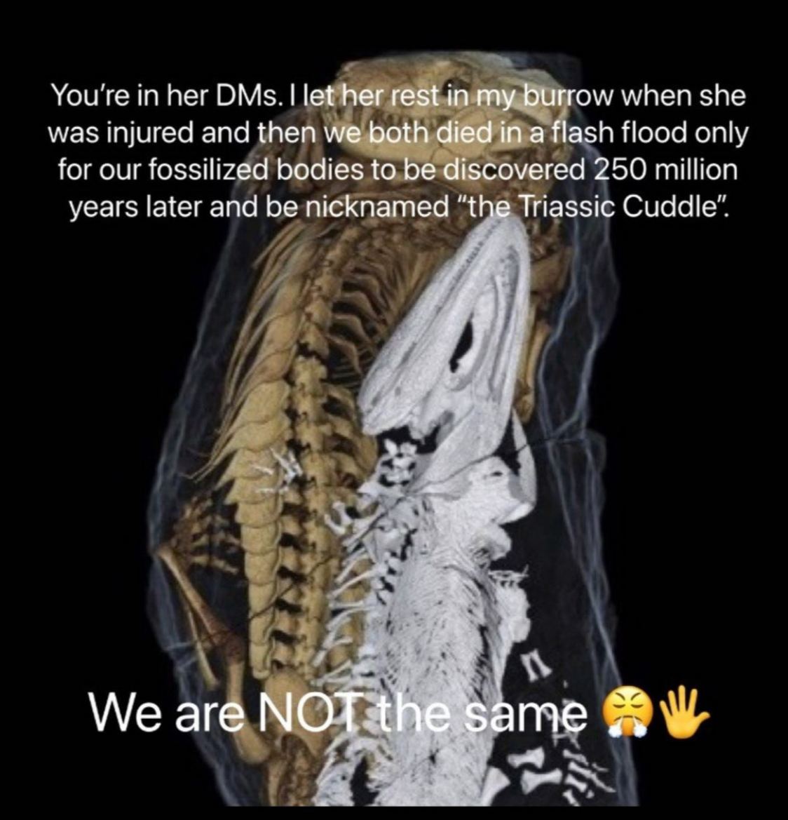 You're her DMs. let her rest in my burrow when she was injured and then we both died in a flash flood only for our fossilized bodies to be discovered 250 million years later and be nicknamed “the Tria