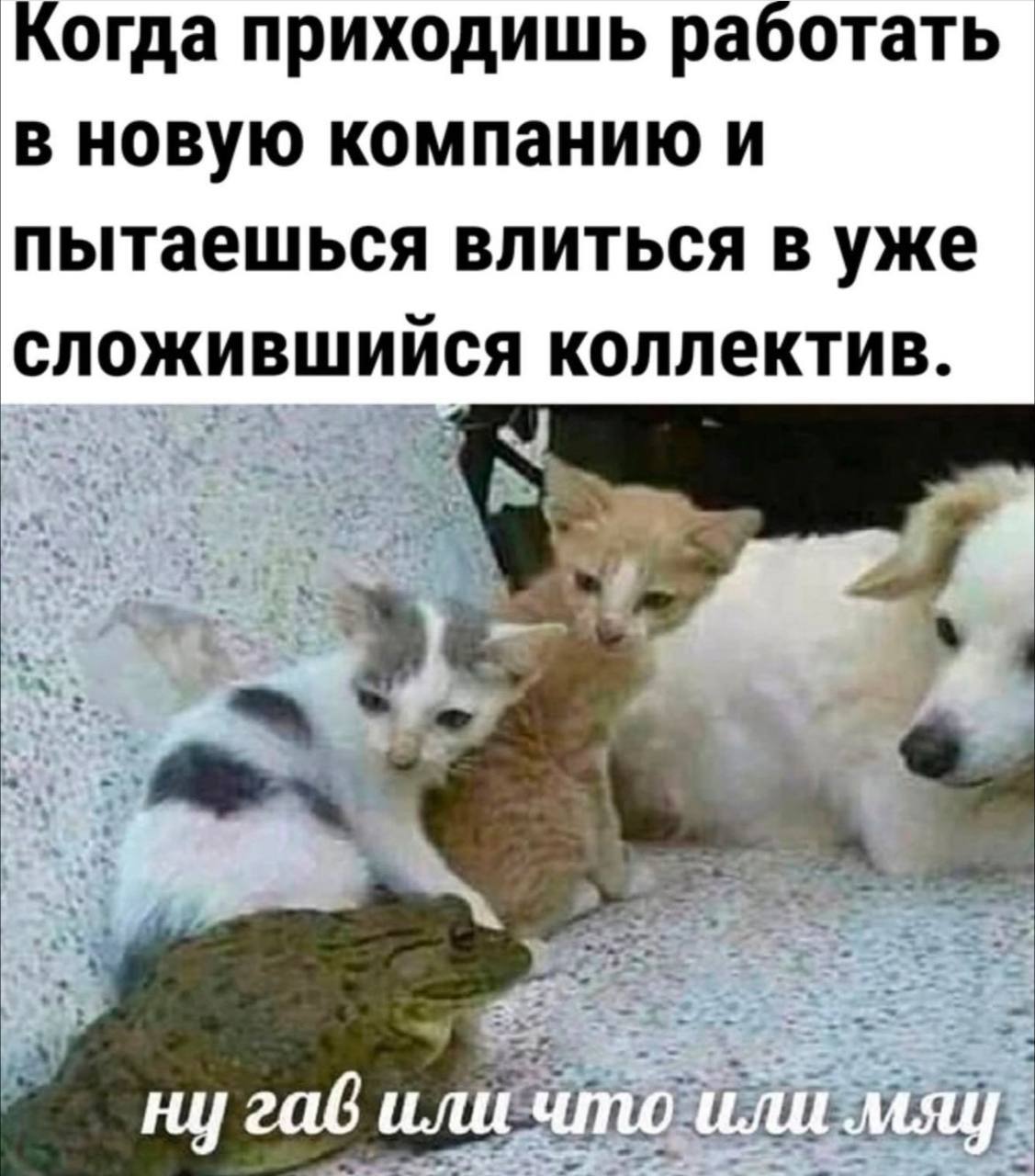 Когда приходишь работать в новую компанию и пытаешься влиться в уже сложившийся коллектив. 206 иличто