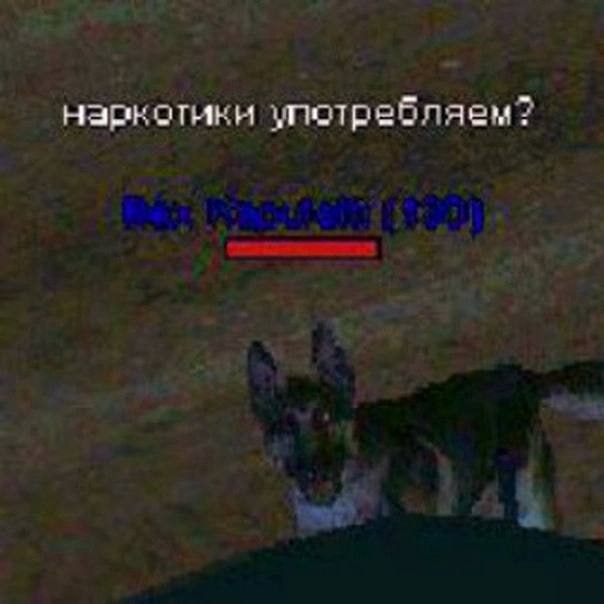 товарищ пес
