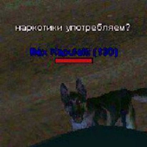 товарищ пес