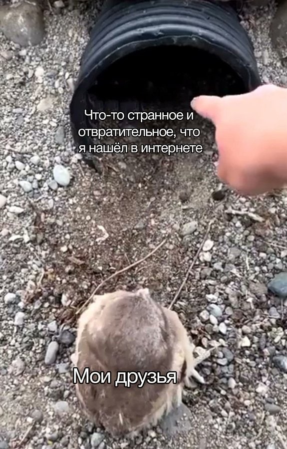 история создания канала мемы по талонам