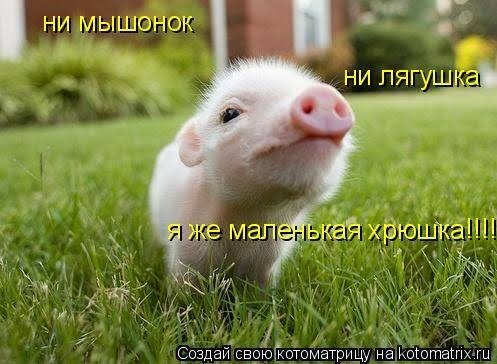 НИ МЫШОНОК ни лягушка» я же малейькая свою котоматрицу на