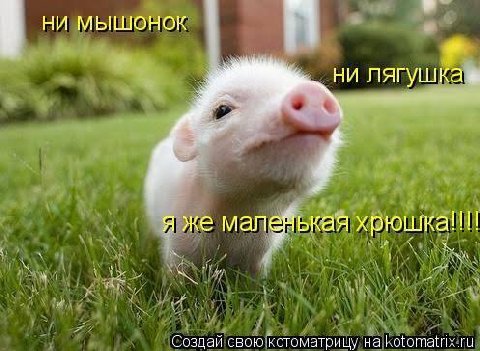 НИ МЫШОНОК ни лягушка» я же малейькая свою котоматрицу на