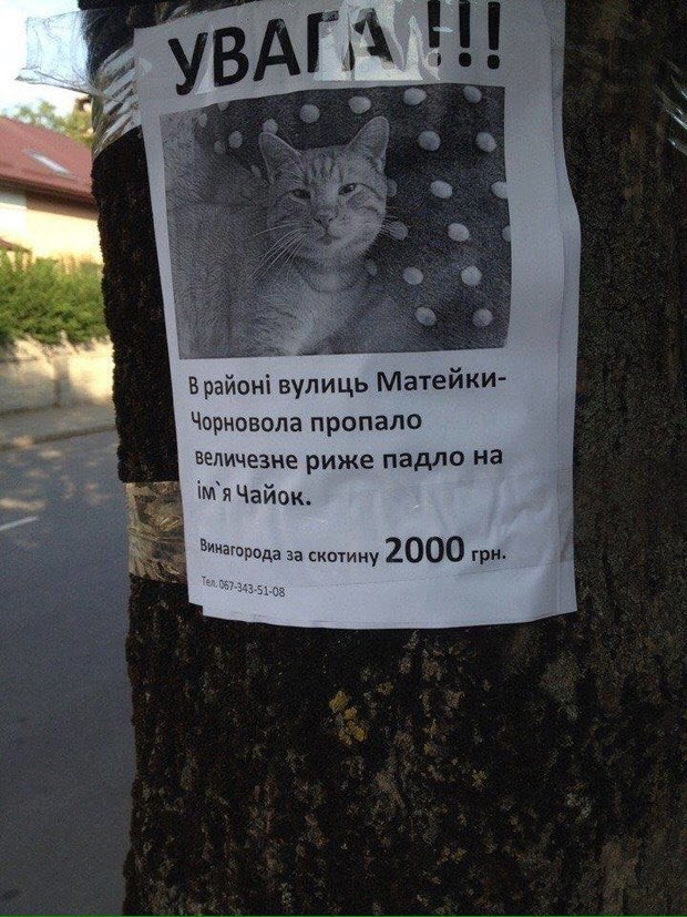 BAT Матейки- Чорновола пропало зеличезне риже падло на Чайок. за скотину 2000 грн.