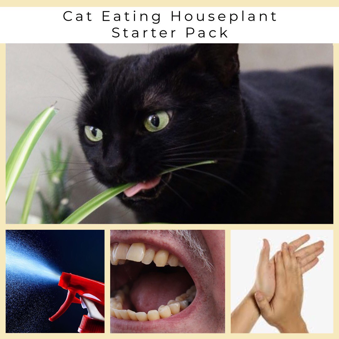 Cat Eating Houseplant Starter Pack
