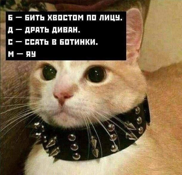 6 БИТЬ ХВОСТОМ ПО ЛИЦУ. ДРАТЬ ДИВАН. С ССАТЬ В БОТИНКИ.