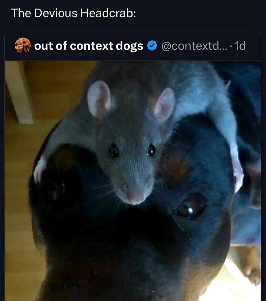 The Devious Headcrab: out of context dogs