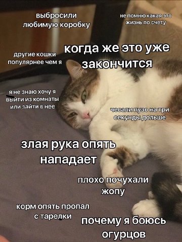 выбросили не помню какая это жизнь по счету любимую коробку когда же это уже другие кошки популярнее чем я Я закоычитс я не знаю хочу я выйти из комнаты или зайти в нее пузо натри унды дольше злая рук
