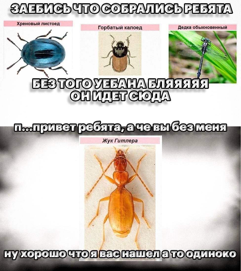 ЗАЕБИСЬЫЧТОСОБРАЛИСЬРЕБЯТА Горбатый калоед БЕЗТОГОУЕБАНАБЛЯЯЯЯЯ ОНИДЕКСЮДА Жук Гитлера