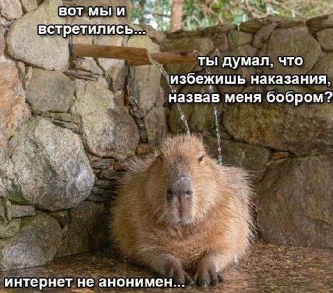 вотмыи me встретились... ты думал, что избежишь наказания. назвав меня бобром? интернет HE анонимен...