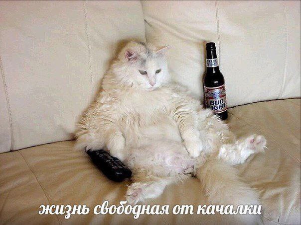 в 2 жизнь сбоббдная от алки