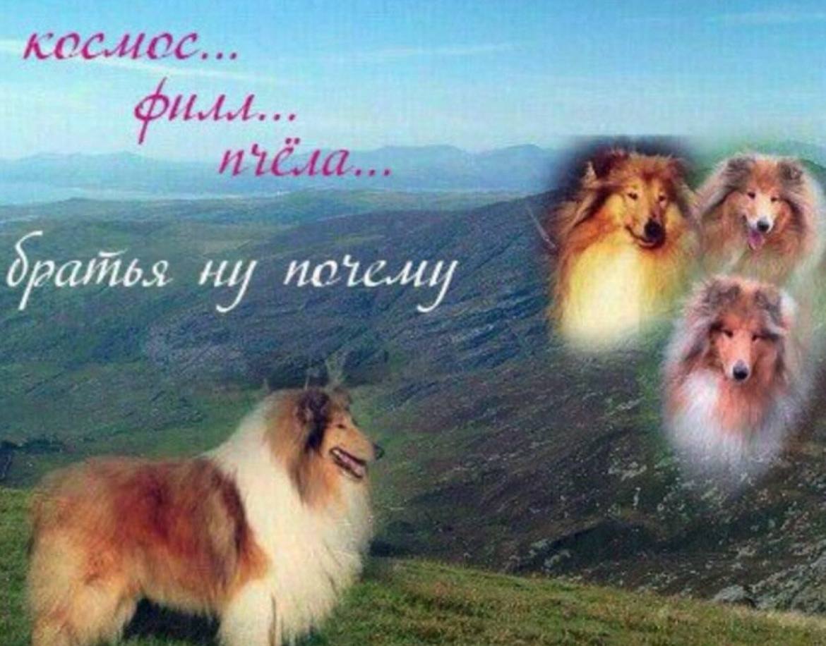 ROCHOC И братья 1
