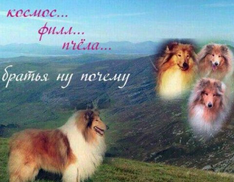 ROCHOC И братья 1