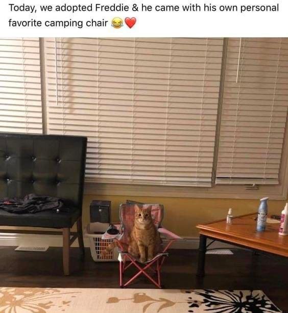 Today, we adopted Freddie he came with his own personal favorite camping chair [24