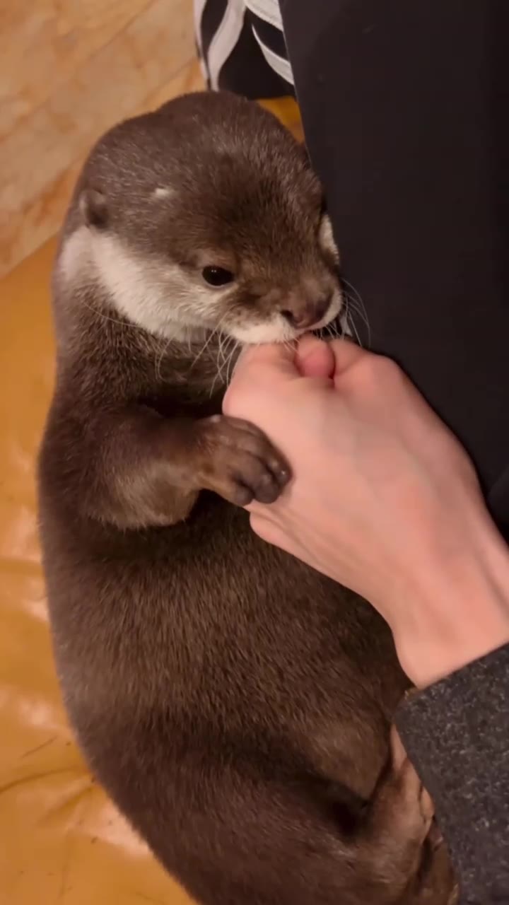 Самый нежный кусь от пожилого Кинаки 🥰❤️