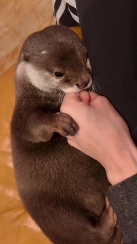 Самый нежный кусь от пожилого Кинаки 🥰❤️