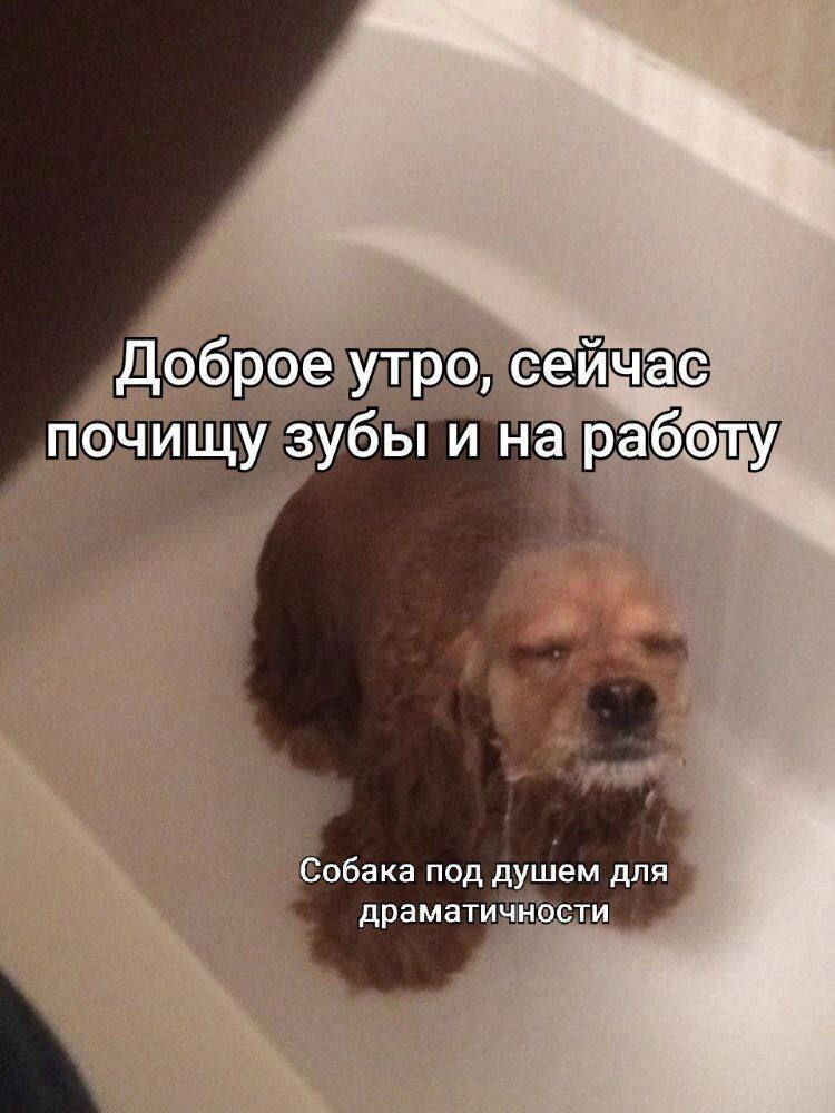 Доброе утро, сейчас почищу зубы и на работу Собака под душем для драматичности