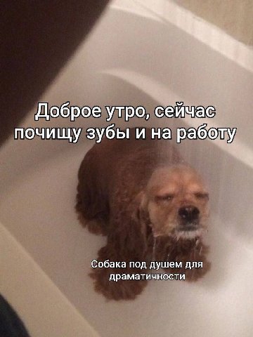 Доброе утро, сейчас почищу зубы и на работу Собака под душем для драматичности