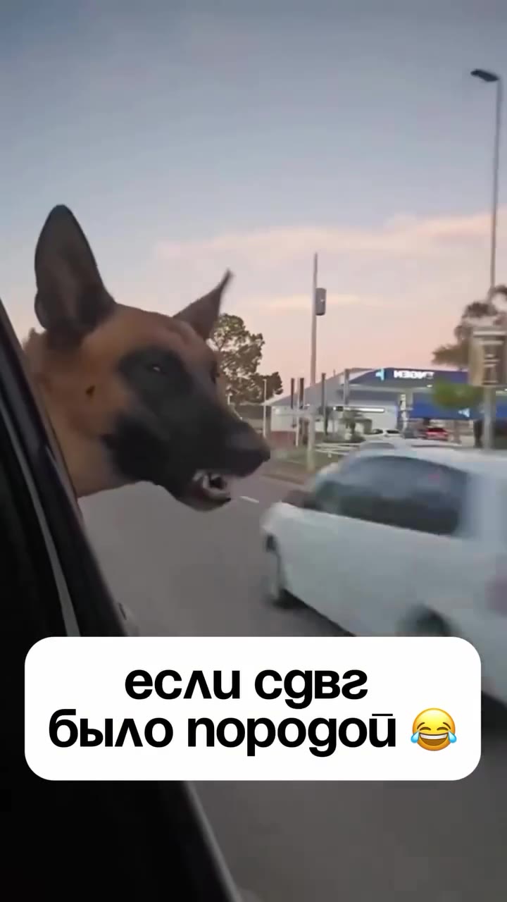 было породой © если соавг |