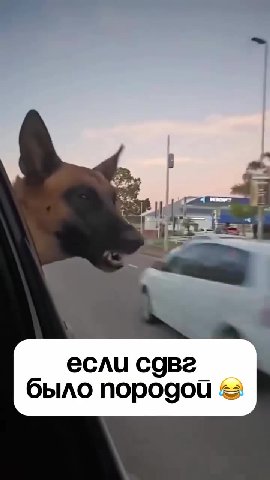 было породой © если соавг |