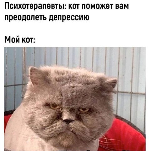 Психотерапевты: кот поможет вам преодолеть депрессию Мой кот: у