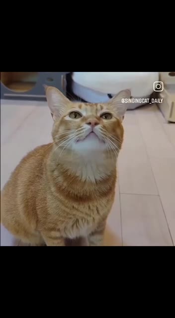 GSINGINGCAT DAILY