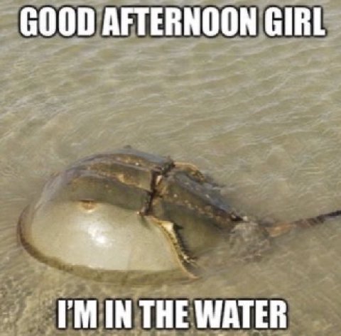 GOOD AFTERNOON GIRL THE WATER