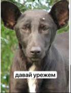давай урежем
