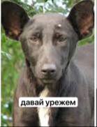 давай урежем