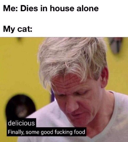 Me: Dies house alone My cat: у у delicious Finally, some good fucking food 2