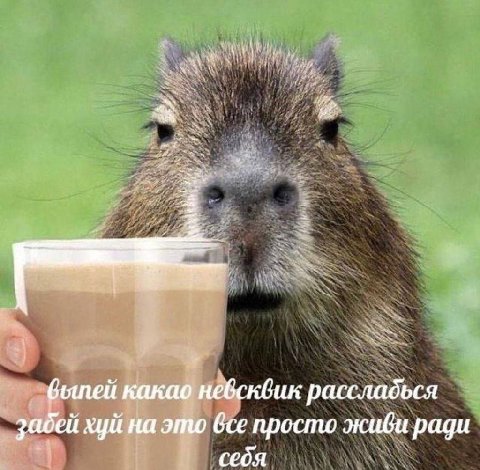какао невсквик рассладься забей хуй на это bce просто живи ради себя