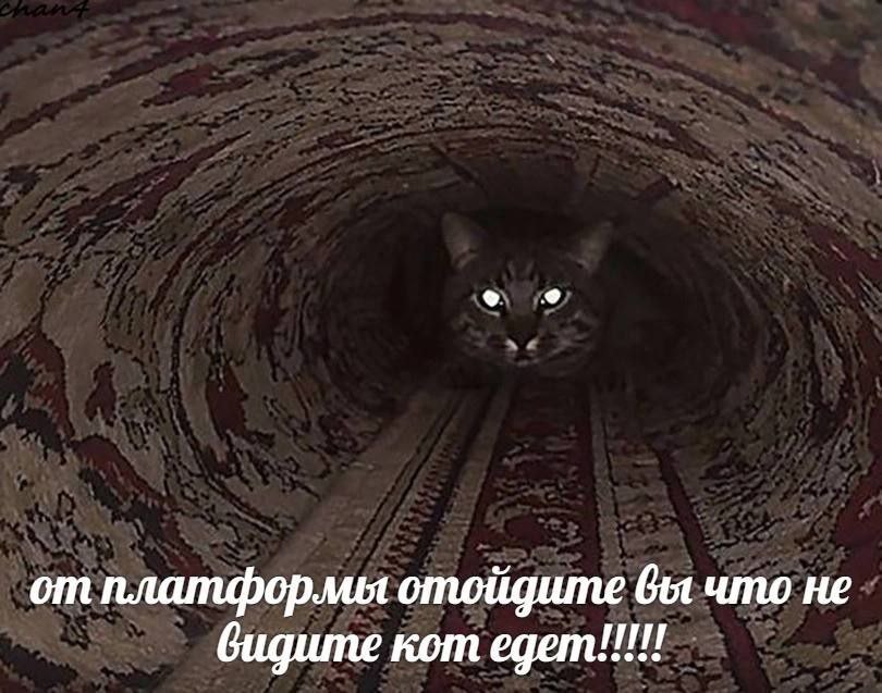 отплатформыотойдите He видите кот