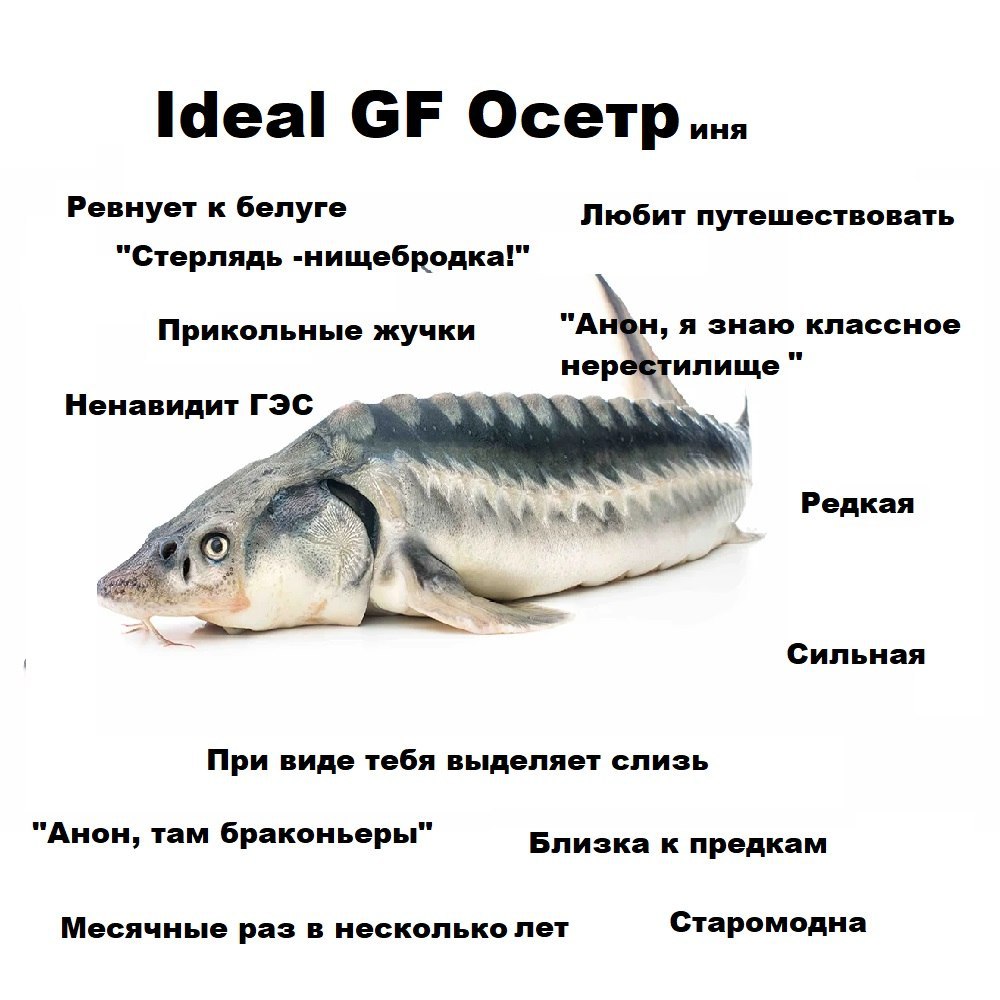 Ideal Осетр... Ревнует к белуге Любит путешествовать "Стерлядь -нищебродка!" Прикольные жучки "Анон, я знаю классное нерестилище Ненавидит Редкая Сильная При виде тебя выделяет слизь "Анон, там бракон