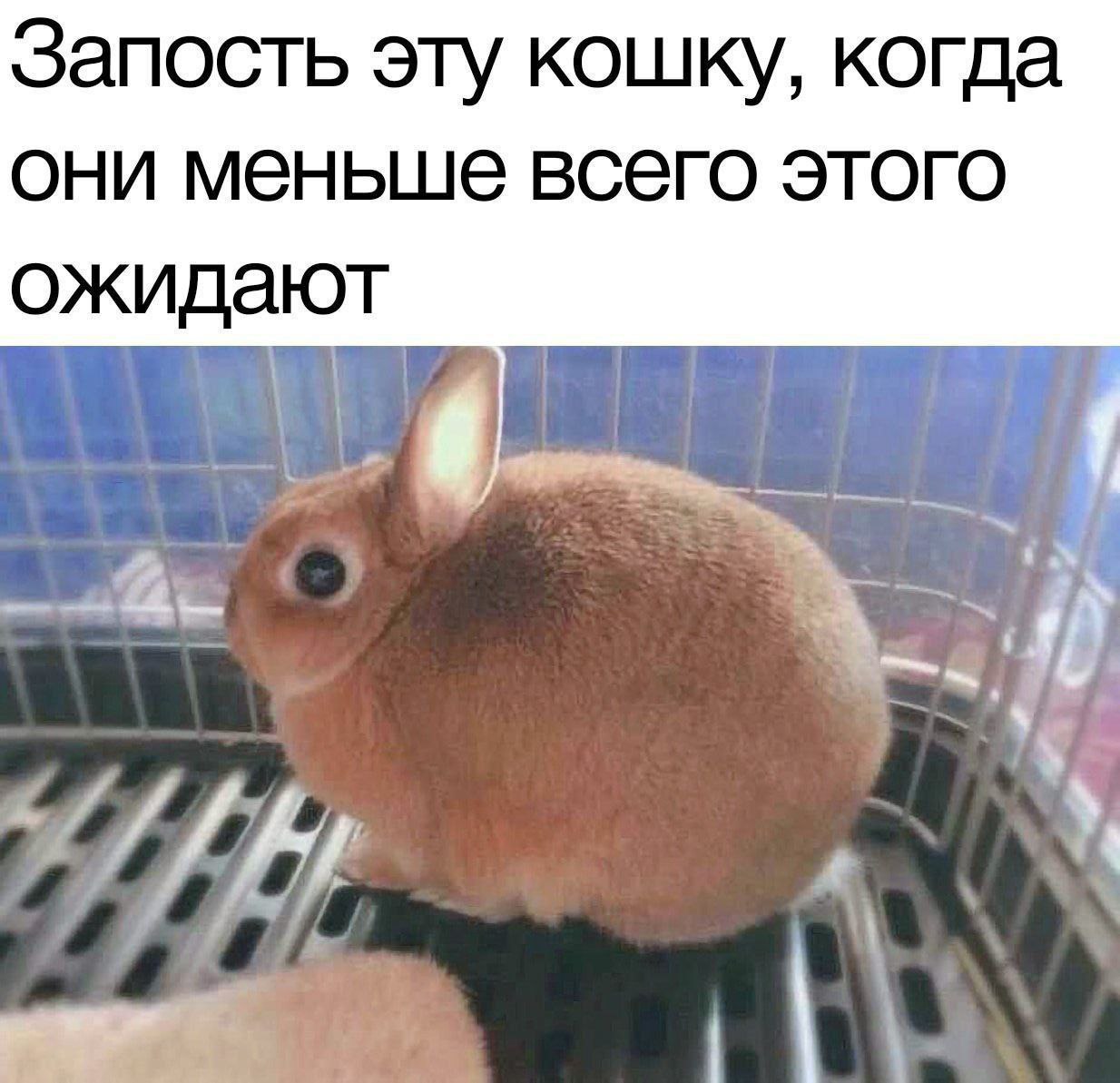 Запость эту кошку, когда они меньше всего этого ожидают