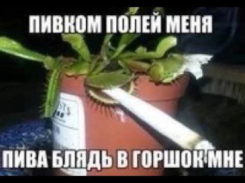 ПИВКОМ ПОЛЕЙ МЕНЯ ПИВА БЛЯДЬ В ГОРШОНТИНЕ