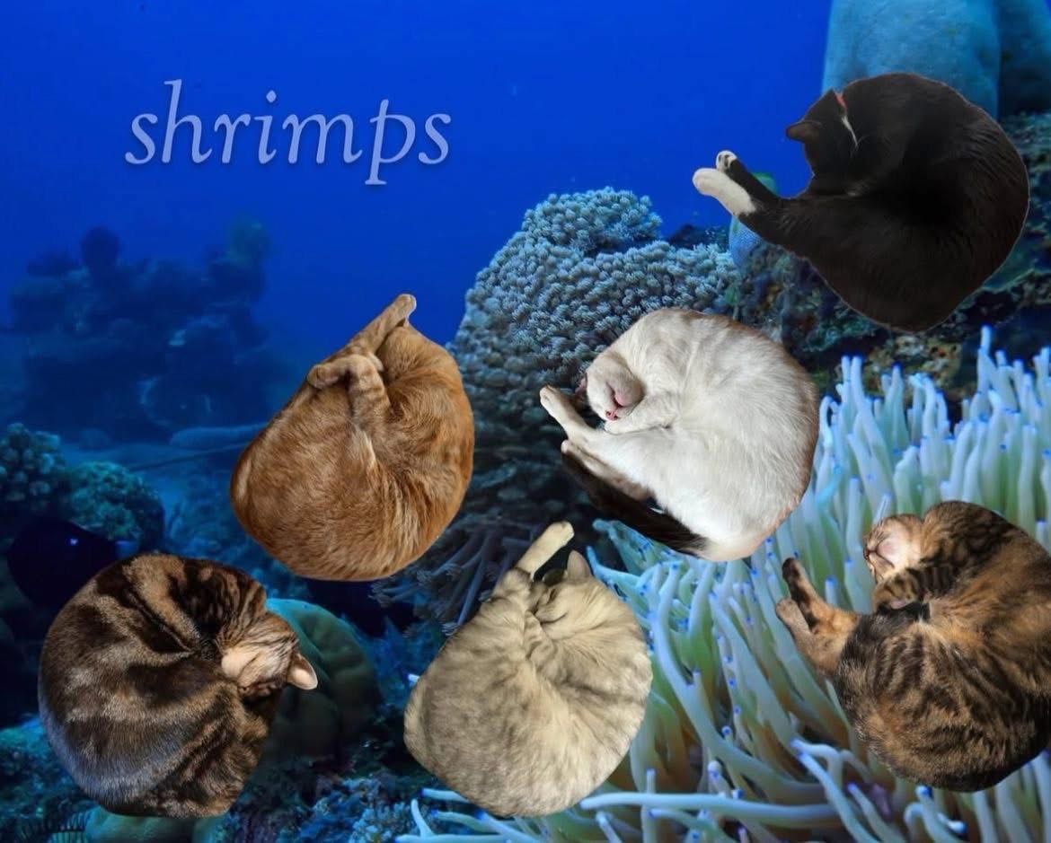 shrimps Che