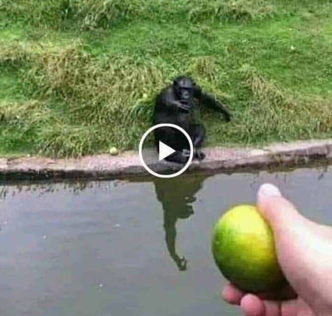 Как наебать обезьяну
