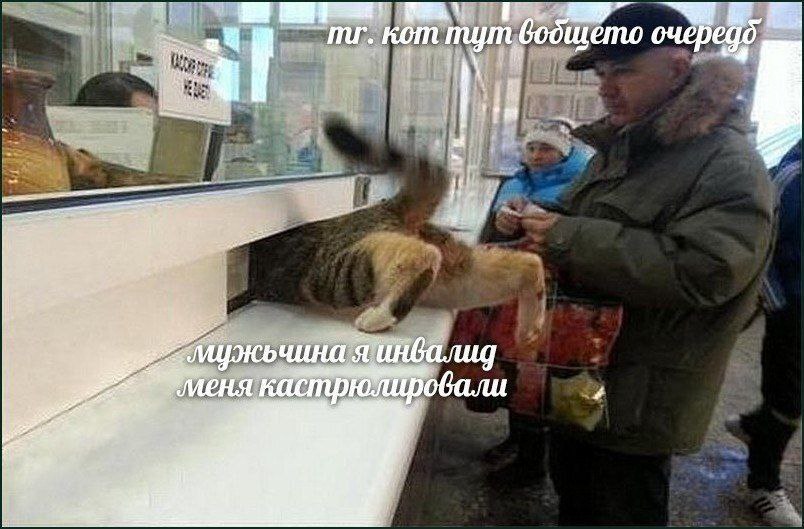 кот пут бодщето ouepego, 7 меня кастрюлировали a’