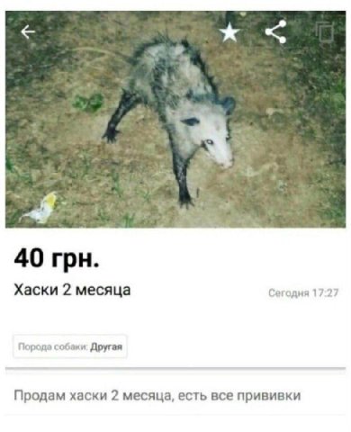 40 грн. Хаски 2 месяца Сегодня 17:27 Порода собаки: Другая Продам хаски 2 месяца, есть все прививки