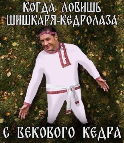 КОГДА. АОВИШЬ ЗА КЕДРА