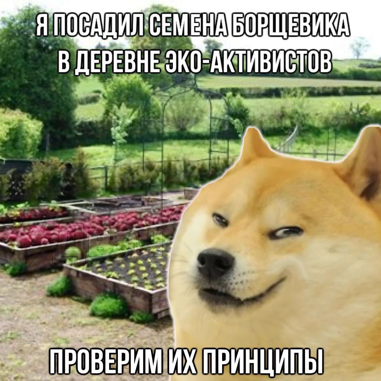 Я НА ДЕРЕВНЕ JKO- АКТИВИСТОВ ПРОВЕРИМ ПРИНЦИПЫ