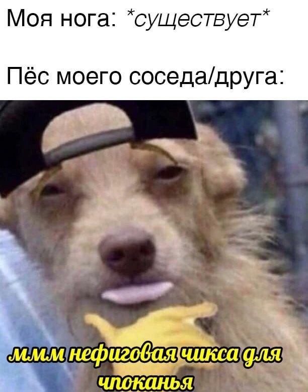 Моя нога: Пёс моего соседа/друга