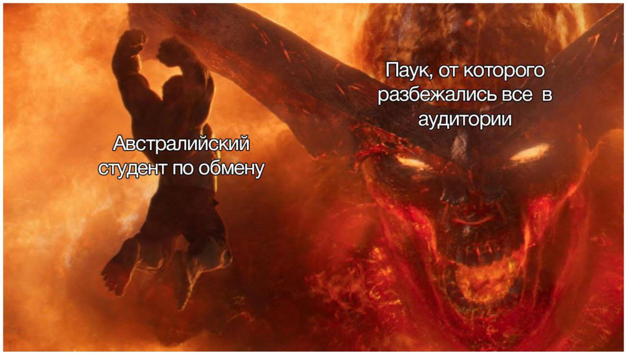 Паук, от которого разбежались все в аудитории Австралийский студент по обмену