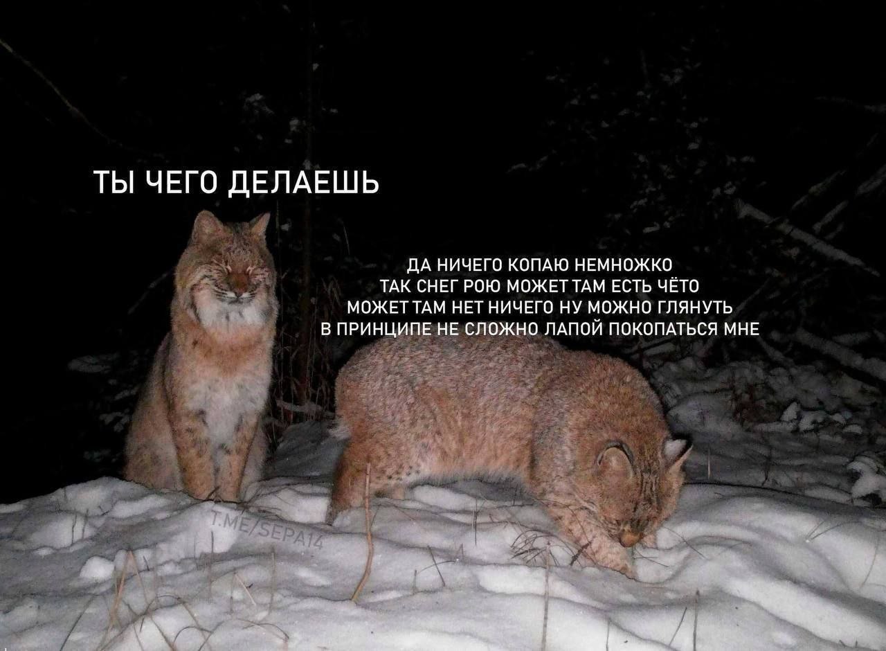 ТЫ ЧЕГО ДЕЛАЕШЬ ДА НИЧЕГО КОПАЮ НЕМНОЖКО ТАК СНЕГРОЮ МОЖЕТТАМ ЕСТЬ ЧЁТО МОЖЕТТАМ НЕТ НИЧЕГО НУ МОЖНО ГЛЯНУТЬ В ПРИНЦИПЕ НЕ СЛОЖНО ЛАПОЙ ПОКОПАТЬСЯ МНЕ