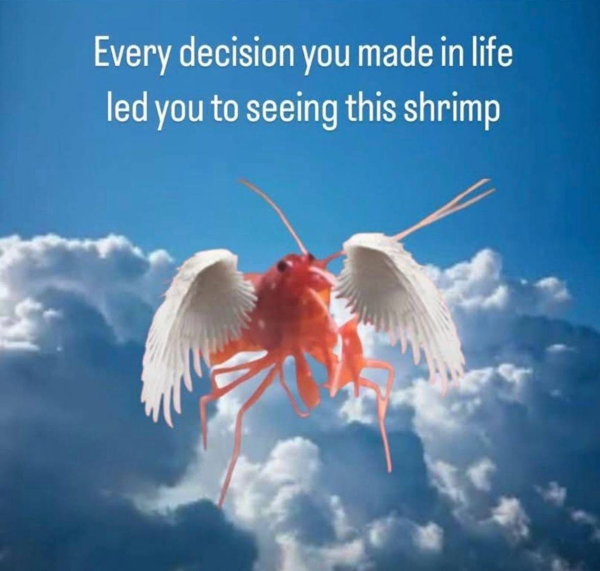 Every decision you made in life led you to seeing this shrimp