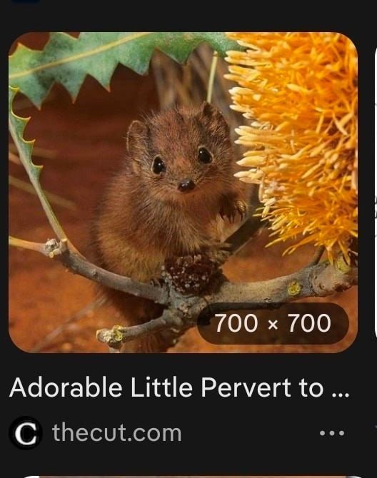 700 700 Adorable Little Pervert to
