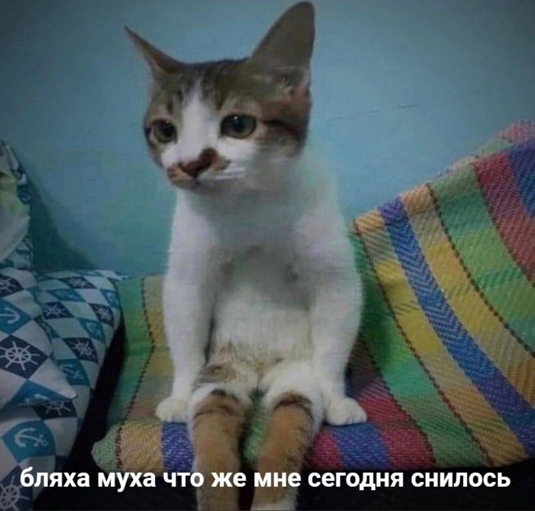 бляха муха что же мне сегодня снилось