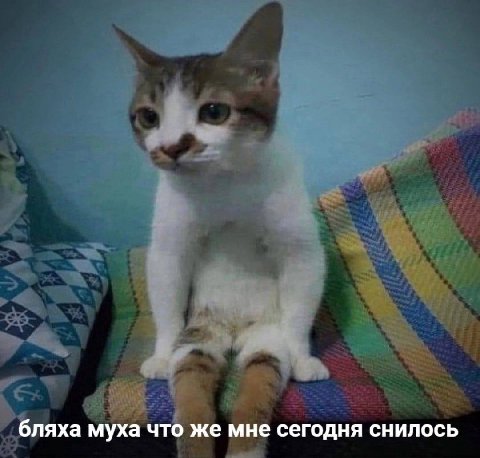 бляха муха что же мне сегодня снилось